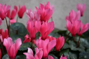 IMG_9664.JPG