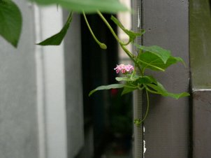 P1060427.JPG